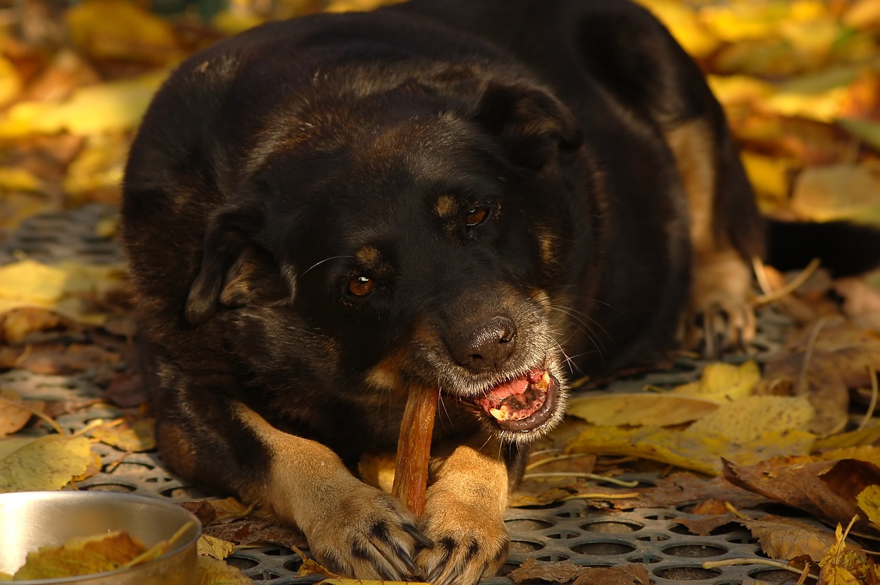 The Importance of Training Your Pet to Eat Well